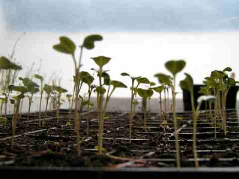 Mental Barriers To Backyard Food Production Laughing Dog Farm
